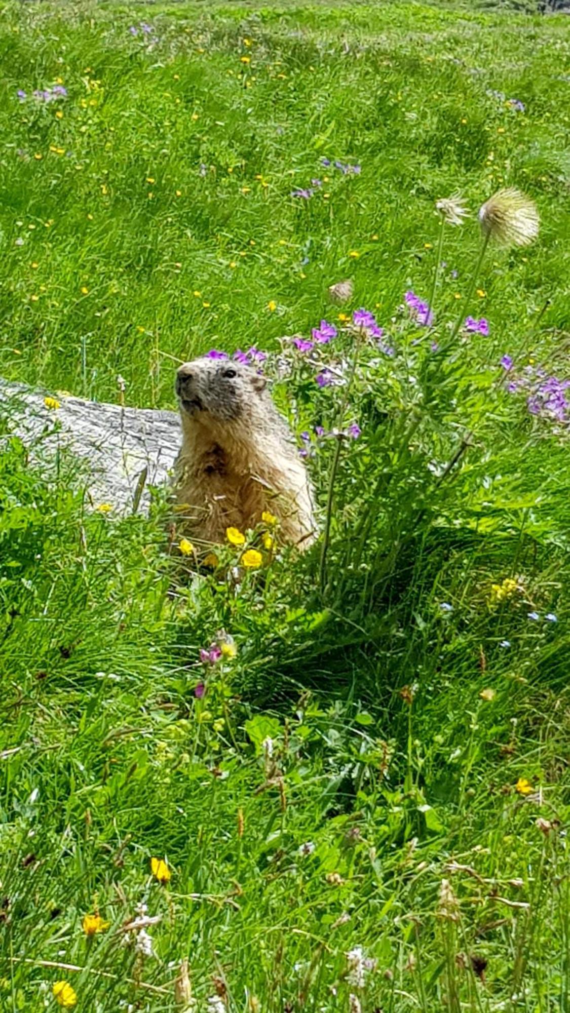 Aux Portes Du Parc National De La Vanoise Appartement Termignon Val Cenis Avec Wifi Exteriér fotografie
